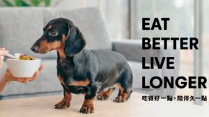輕寵食寵物飲食概念所
